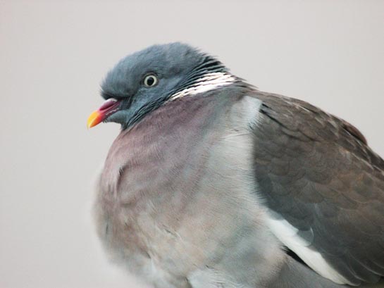 outra do pombo.jpg